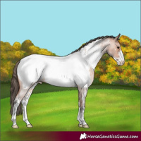 Horse Color:Bay Roan Sabino Appaloosa 