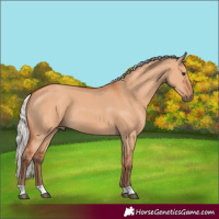 Horse Color:Silver Bay Dun