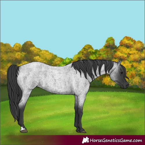 Horse Color:Blue Roan 