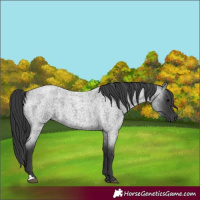 Horse Color:Blue Roan 