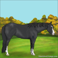Horse Color:Black Sabino 