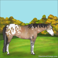 Horse Color:Brown Dun Sabino Appaloosa