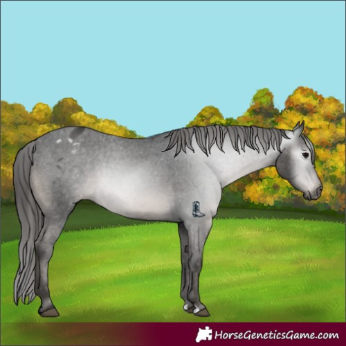 Horse Color:Gray Black Varnish