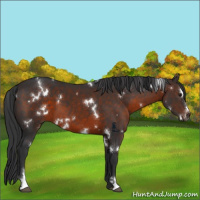 Horse Color:White Spotted Brown Sabino 