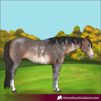 Horse Color:Brown Sabino 