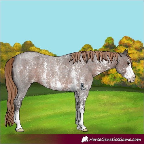 Horse Color:Liver Red Roan Sabino