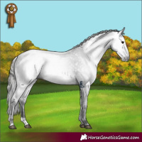 Horse Color:Gray Black Sabino Appaloosa