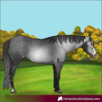 Horse Color:Gray Black Sabino Appaloosa 