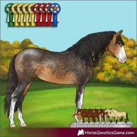 Horse Color:Buckskin Sabino 
