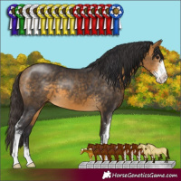 Horse Color:Buckskin Sabino