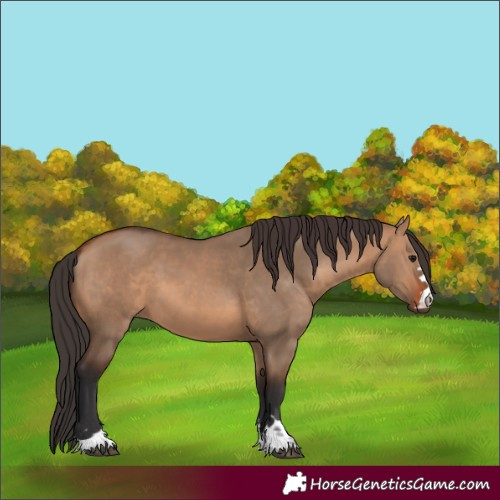 Horse Color:Bay Dun 