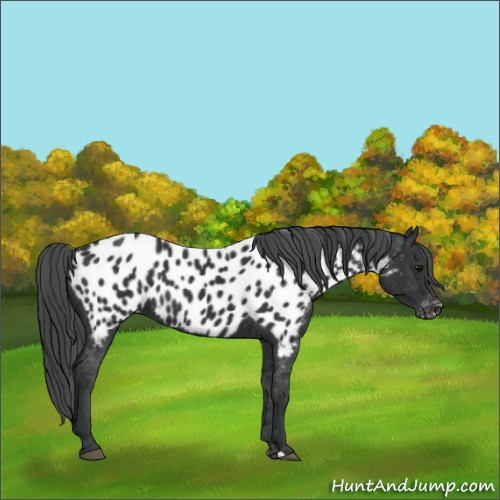 Horse Color:Black Near Leopard 