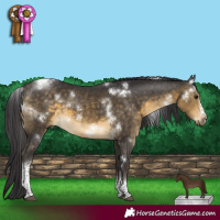 Horse Color:White Spotted Buckskin Tobiano Frame Rabicano