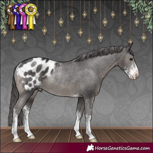 Horse Color:Smoky Black Sabino Appaloosa Rabicano 