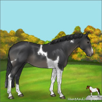 Horse Color:Black Tobiano Varnish 