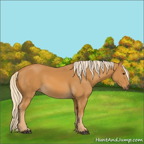 Horse Color:Palomino 