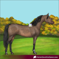 Horse Color:Brown Dun  and Brown Dun 