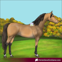 Horse Color:Buckskin 