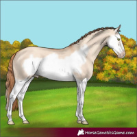 Horse Color:Gold Champagne Dun Splash Frame 