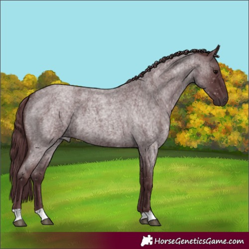 Horse Color:Chocolate Blue Roan