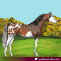 Horse Color:Bay Splash Appaloosa