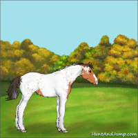 Horse Color:Bay Tobiano Near Leopard Rabicano 