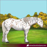 Horse Color:White Spotted Chestnut Mushroom Tobiano Appaloosa Rabicano