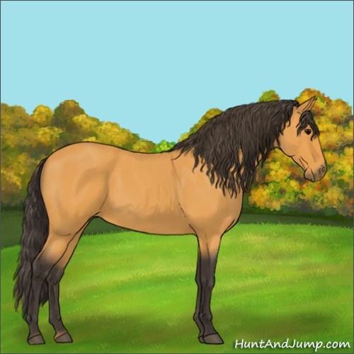 Horse Color:Unknown 