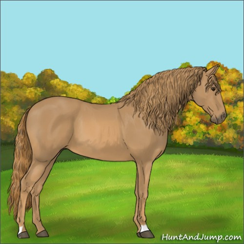 Horse Color:Unknown 