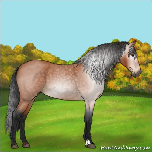 Horse Color:Unknown 