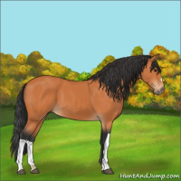Horse Color:Unknown 