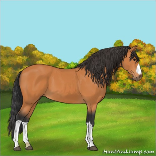 Horse Color:Unknown 