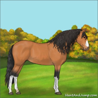 Horse Color:Unknown 