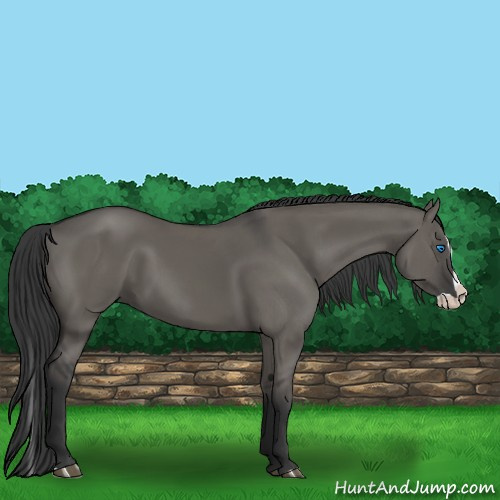 Horse Color:Grullo Splash 