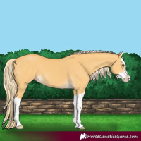 Horse Color:Palomino Dun Splash 