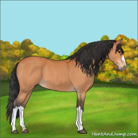 Horse Color:Unknown 