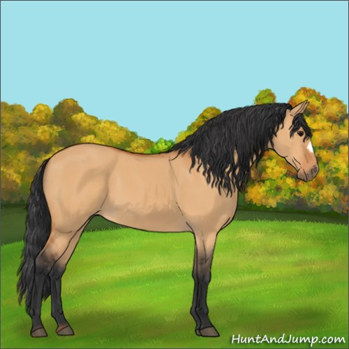 Horse Color:Unknown 