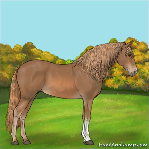 Horse Color:Unknown 