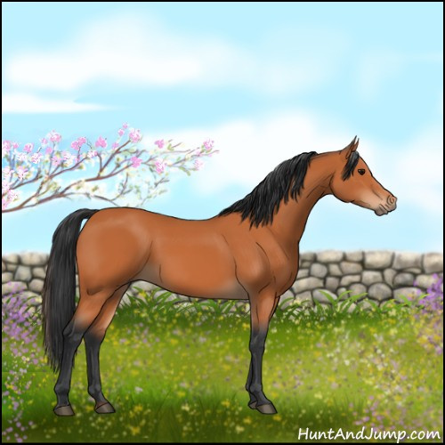 Horse Color:Bay 