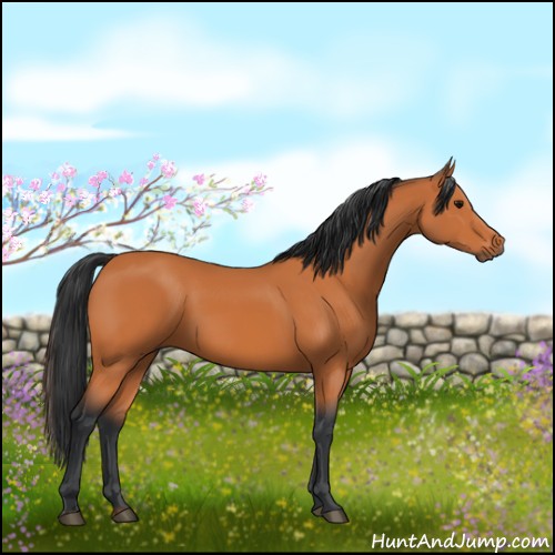 Horse Color:Bay 