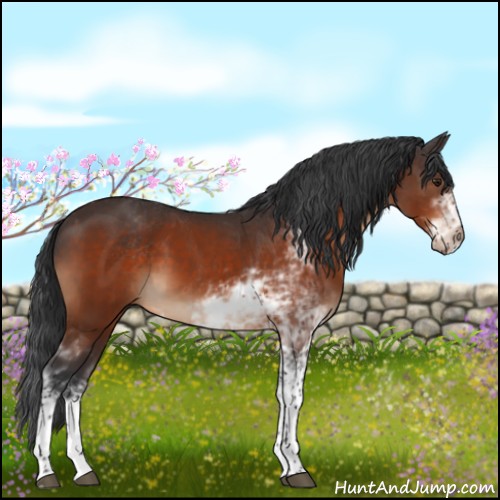 Horse Color:Brown Sabino 