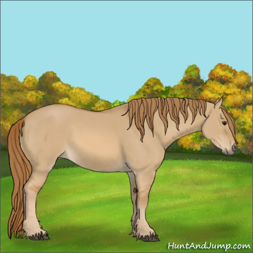 Horse Color:Red Dun 