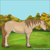 Horse Color:Red Dun 