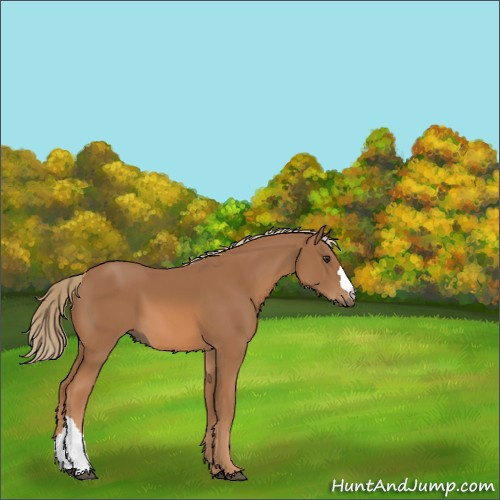 Horse Color:Chestnut 