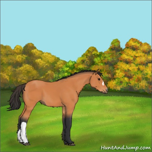 Horse Color:Bay 
