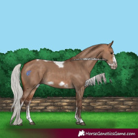 Horse Color:Silver Bay Dun Sabino Tobiano Frame Rabicano 