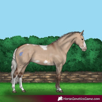 Horse Color:Silver Bay Dun Sabino Tobiano Frame Rabicano 