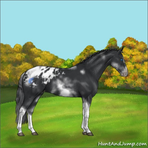 Horse Color:White Spotted Black Splash Tobiano Frame Appaloosa 