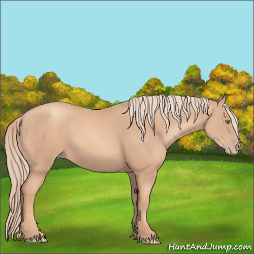 Horse Color:Gold Champagne 