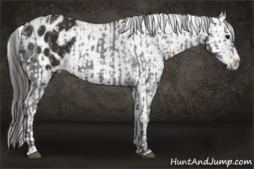 Horse Color:Black Sabino Splash Varnish  and Liver Chestnut Sabino Splash Varnish 